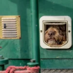 Hond die thuis alleen is, kijkt naar deur